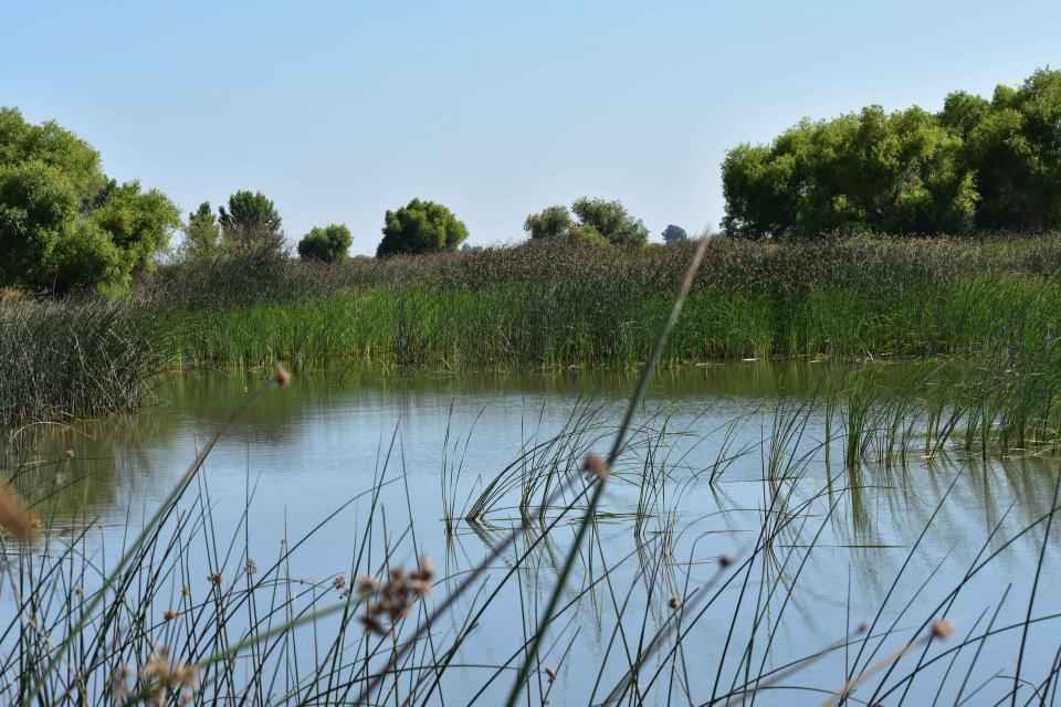 A wetland sustained by water from Grassland Water District