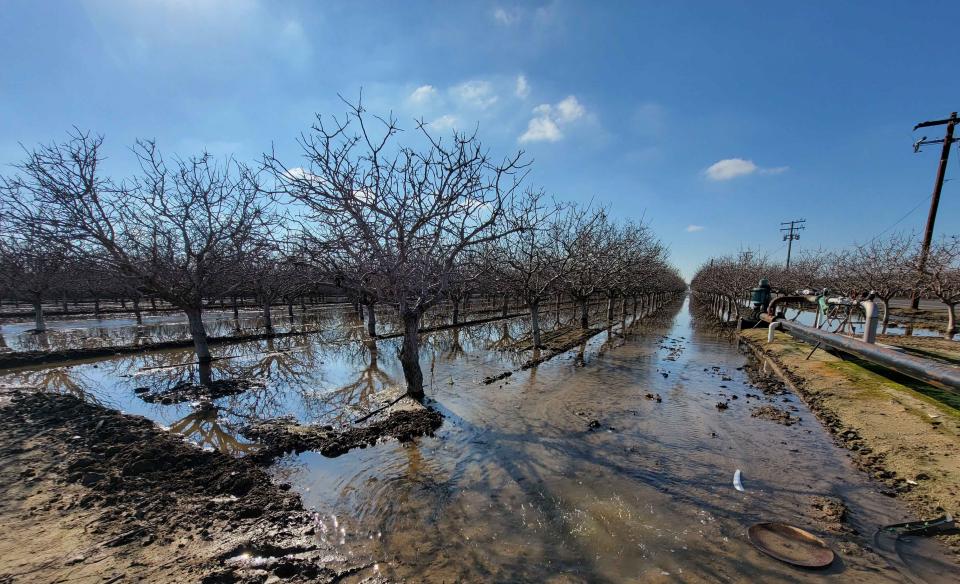 A San Joaquin Valley orchard is flooded to recharge aquifers depleted by overuse. 