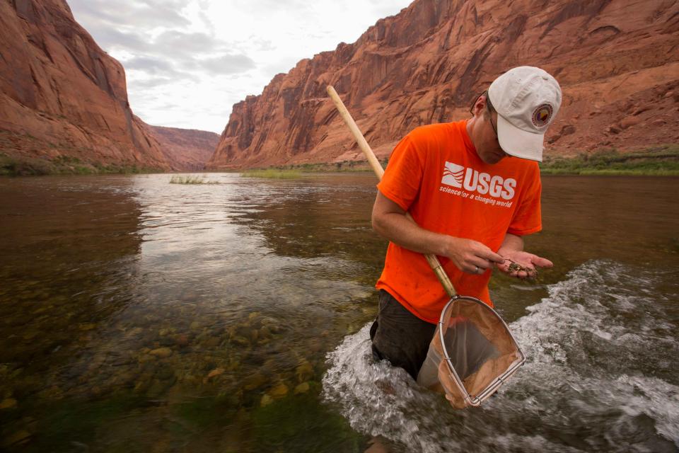 U.S. Geological Survey aquatic biologist Ted Kennedy collects aquatic invertebrates in the Colorado River below Glen Canyon Dam. 