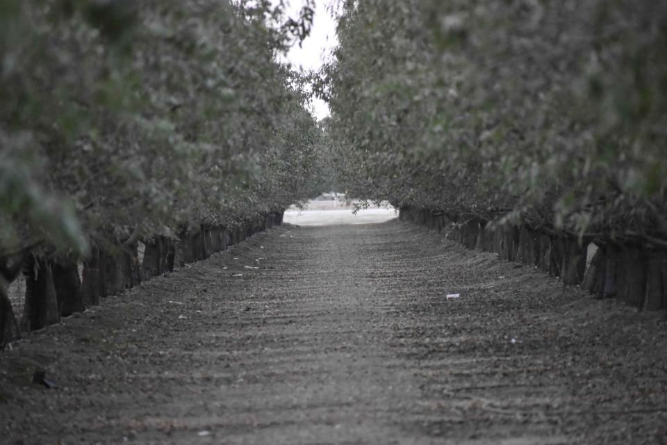 Despite concerns that SGMA could hurt the San Joaquin Valley's farm economy, fueled by crops such as almonds from orchards like this one, some groundwater agency officials acknowledge that the law was probably overdue.