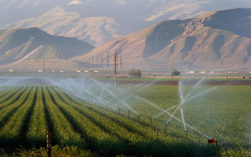 Sprinklers irrigate a crop in Kern County.
